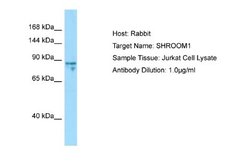 SHROOM1 Rabbit anti-Human, Polyclonal, Novus Biologicals 0.1 mL | Buy Online | Novus Biologicals | Fisher Scientific
